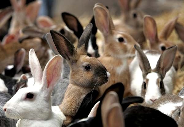  Auswahl von Kaninchen für die Paarung