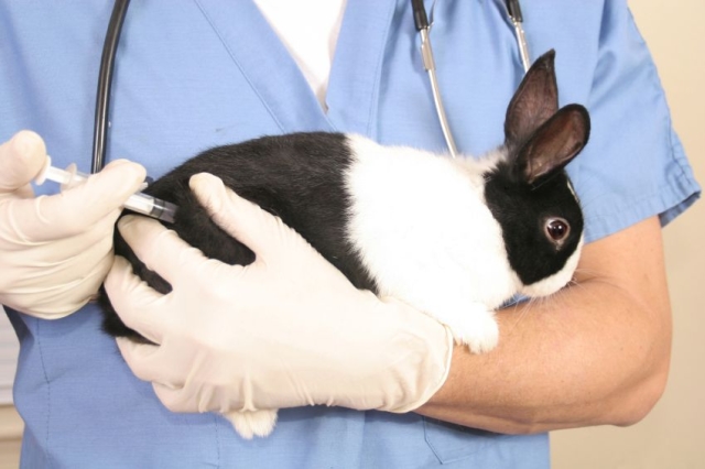  Welche Impfungen haben Kaninchen und wann?