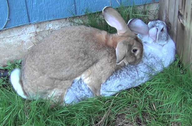  Kaninchen Fall
