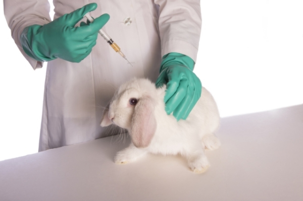  Befolgen Sie die Regeln für die Impfung von Kaninchen.