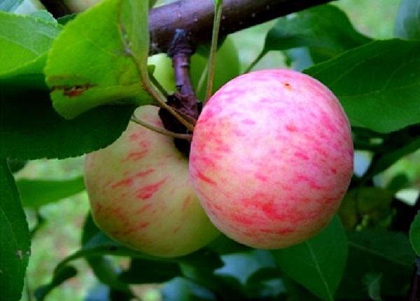  Äpfel Birne
