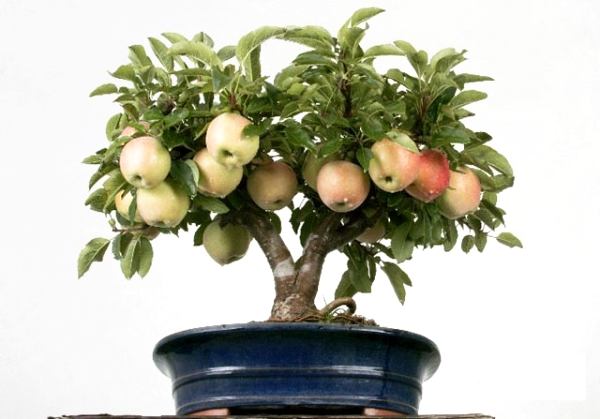  Wie man einen Apfelbaum aus Samen zu Hause züchtet: Anweisungen