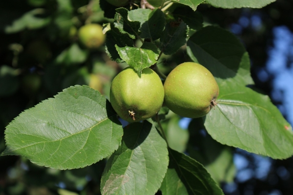  Was kann man tun und wie man unreife Äpfel aufträgt?