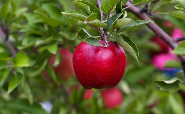 Wann und wie man Äpfel pflanzt: nützliche Tipps und Schritt-für-Schritt-Anweisungen