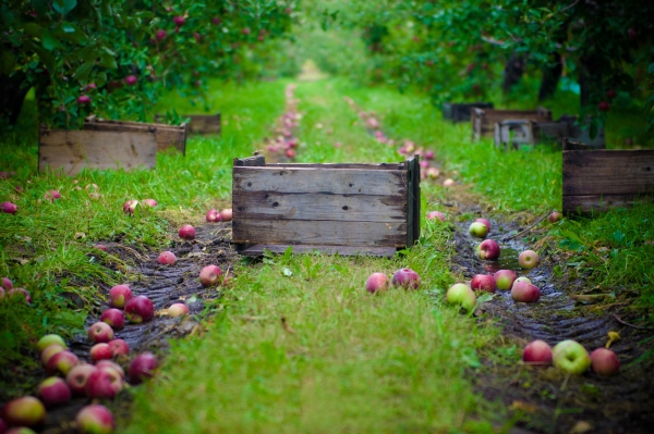  Wie und wann sammelt man Äpfel für den Winter: Tipps