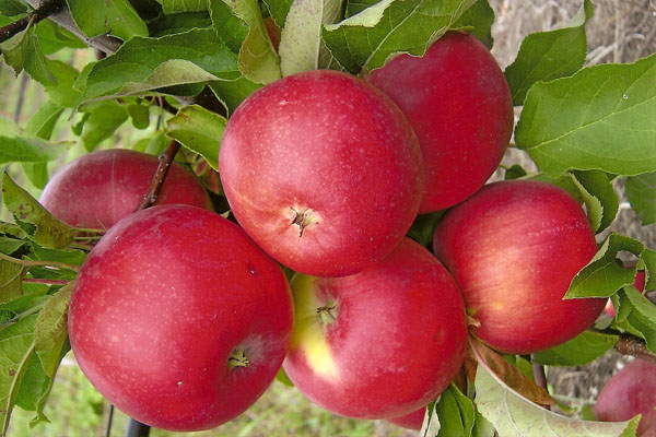  Früchte von Apple Tree Welsey