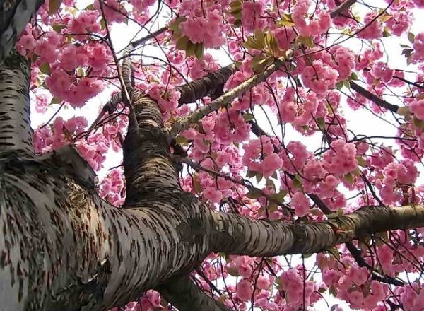  Japanische Kirsch-Sakura: beschreibende Eigenschaften des Baumes, Pflanzung, Pflege, Sorten