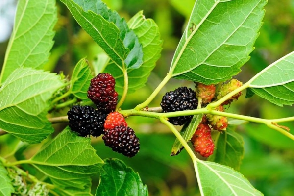  Maulbeere: Eigenschaften und vorteilhafte Eigenschaften von Blättern und Früchten