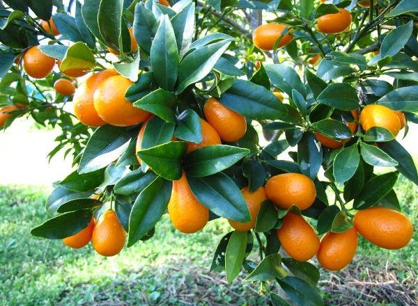  Tropische Frucht Kumquat