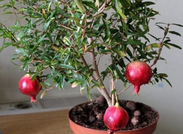  Wie baut man einen Granatapfelbaum zu Hause auf?