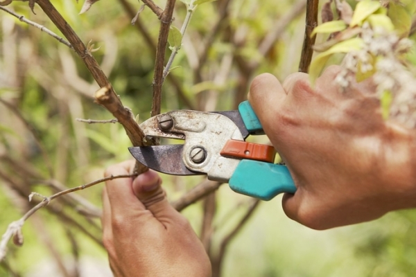  Obstbäume beschneiden: Warum ist es notwendig und wann wird es durchgeführt?