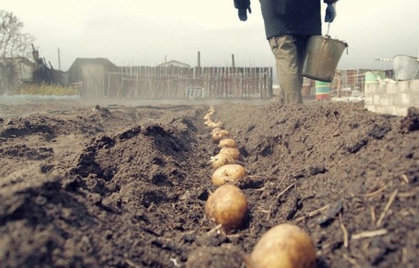  Pflanzung von Kartoffeln im Leningrader Gebiet