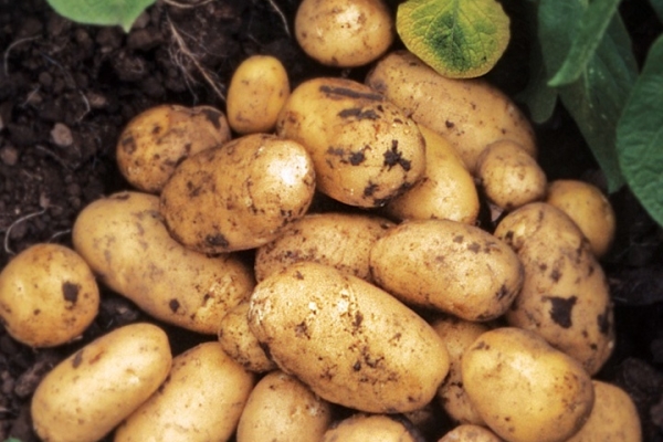  Beschreibung und Eigenschaften der Kartoffelsorte Adretta, Pflanztipps und Pflege