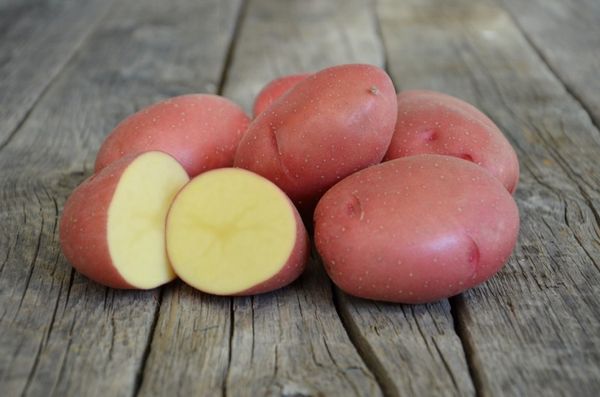  Rosara-Sortenkartoffeln