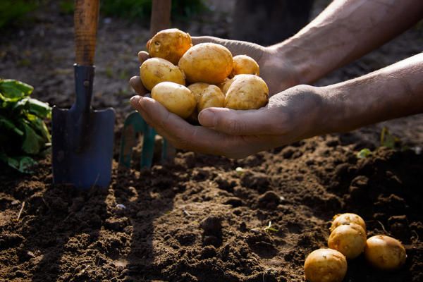  Pflanzungsbedingungen für Kartoffeln