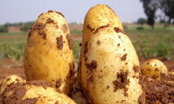  Beschreibung der Kartoffelsorten Uladar
