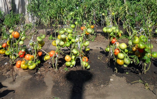  Anbau von Tomaten nach der Methode von I. M. Maslov
