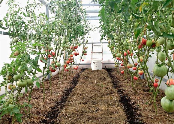  Mulchen von Tomaten