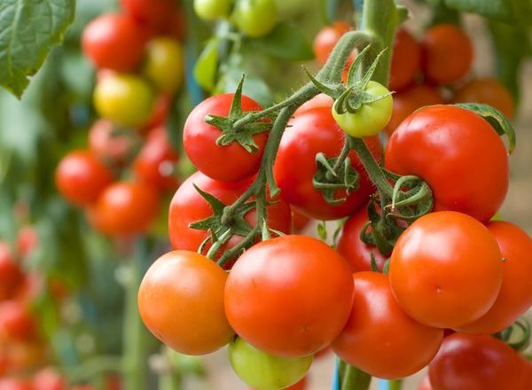 Was kann nach Tomaten gepflanzt werden