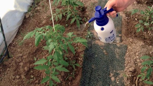  Für Tomaten ist es besser, Phosphorsäure Nitrophoska zu verwenden