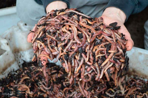  Kalifornische Würmer