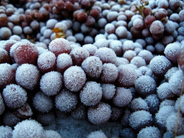  Für die Herstellung von Eis müssen Weinbeeren einfrieren