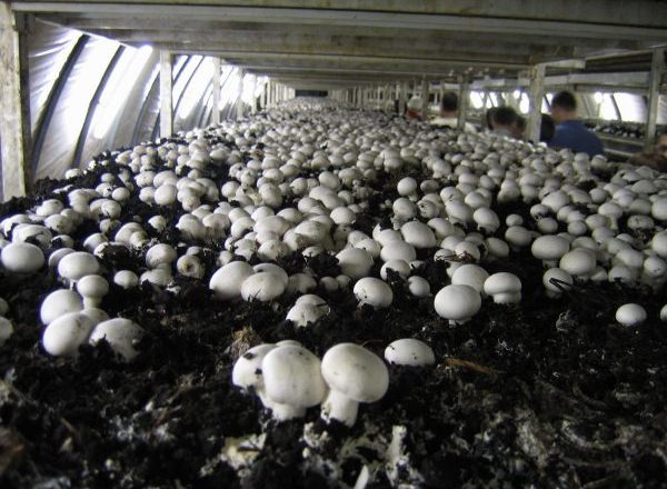  Wachsende Pilze im Gewächshaus