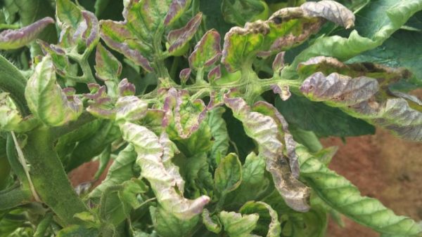 Die Blätter der Tomatensetzlinge werden weiß und trocken: warum und was