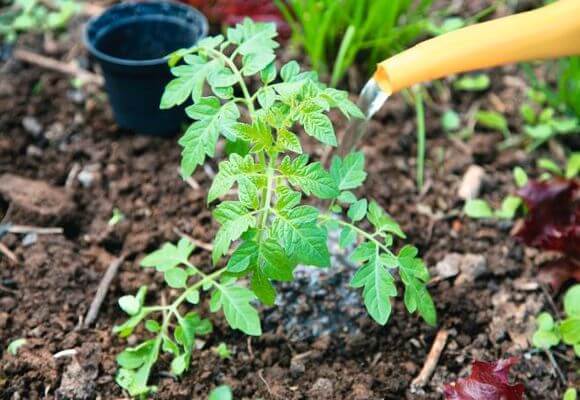  Um das Wachstum zu verbessern, können Sie die Tomaten mit Düngemischungen bewässern.