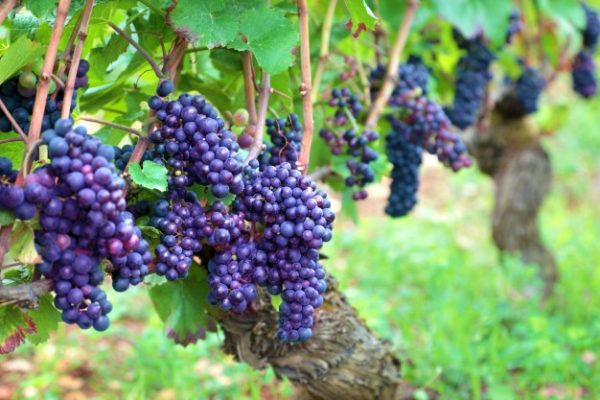  Cabernet Sauvignon - ideal für die Weinbereitung