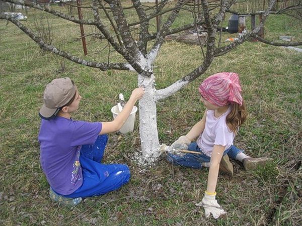  Im Herbst kann Aprikosendünger die Methode der Tünche des Stammes verwenden.