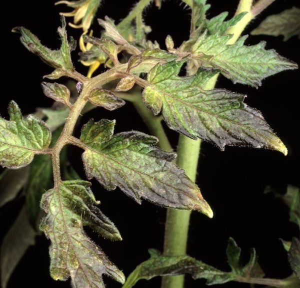  Der Mangel an Phosphor bewirkt eine Verdunkelung der Blätter der Pflanzungen