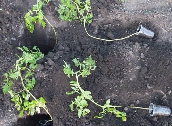  Wie man überwachsene Tomatensetzlinge pflanzt