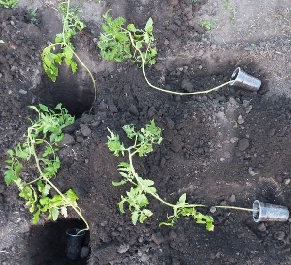  Wie man überwachsene Tomatensetzlinge pflanzt