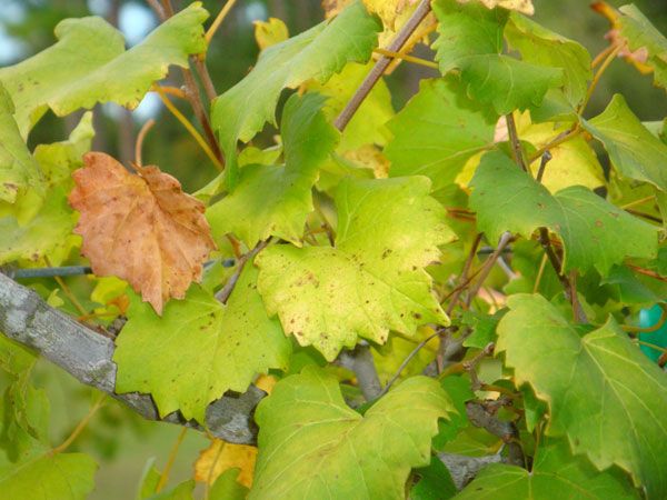  Superphosphat kann hergestellt werden, wenn die jungen Blätter sich gelb färben