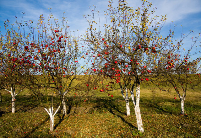  Spitzenankleiden von Apfelbäumen im Herbst