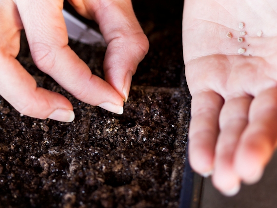  Anfangs können Samen in einer Box gepflanzt werden.