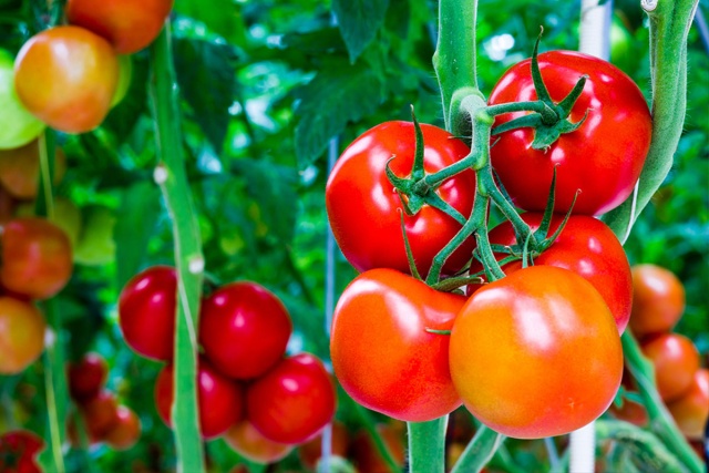  Maskierung von Tomaten