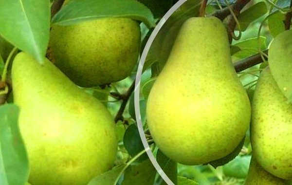  Früchte der Pervomayskaya-Sorte können bis zu 8 Monate eingespart werden