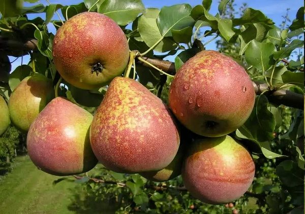  Marmor-Birnenfrucht