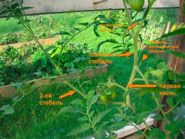  Das Schema der Entfernung überschüssiger Triebe an Tomaten