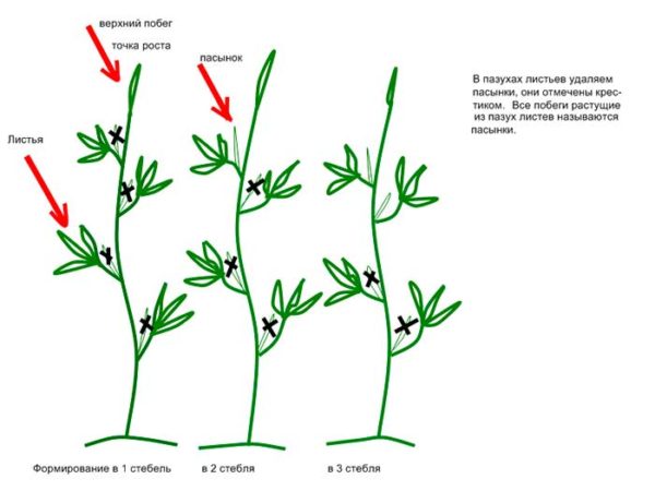  Schema der Bildung von Büschen in 1-2-3 Stielen